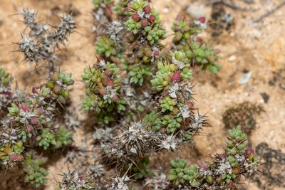 Sclerolaena brevifolia, photographed by T. Hammer