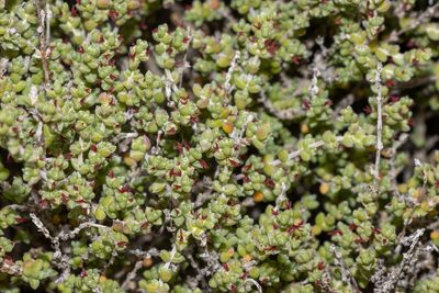 Maireana oppositifolia, photographed by T. Hammer