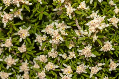 Spyridium phylicoides, photographed by T. Hammer