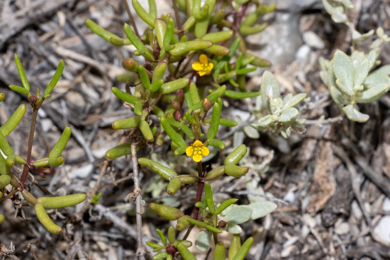 Roepera angustifolia, photographed by T. Hammer