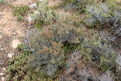 Tecticornia pterygosperma, photographed by T. Hammer
