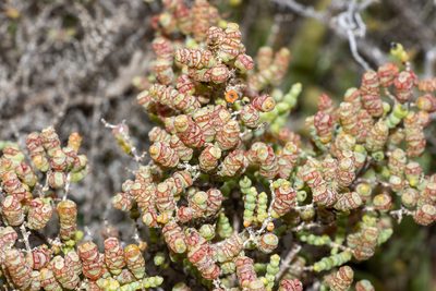 Tecticornia pterygosperma, photographed by T. Hammer