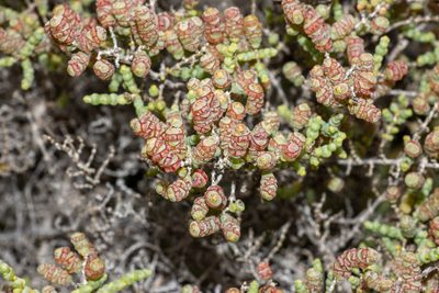 Tecticornia pterygosperma, photographed by T. Hammer