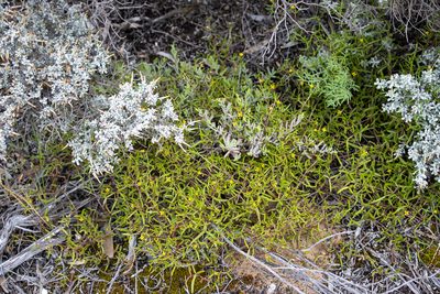 Roepera angustifolia, photographed by T. Hammer