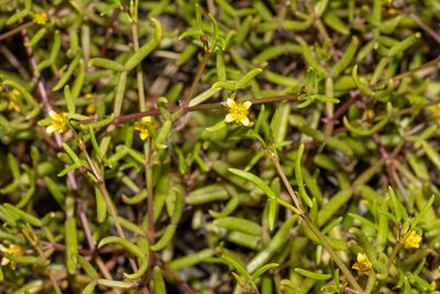 Roepera angustifolia, photographed by T. Hammer