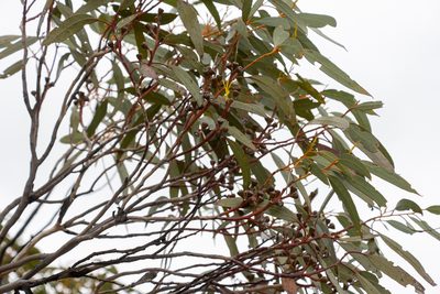 Eucalyptus calcareana, photographed by T. Hammer