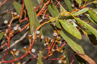 Eucalyptus calcareana, photographed by T. Hammer