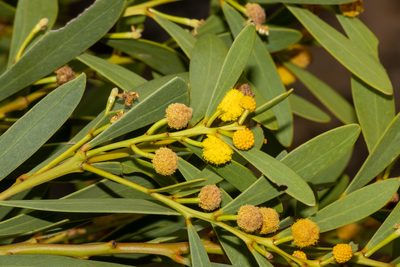 Acacia anceps, photographed by T. Hammer