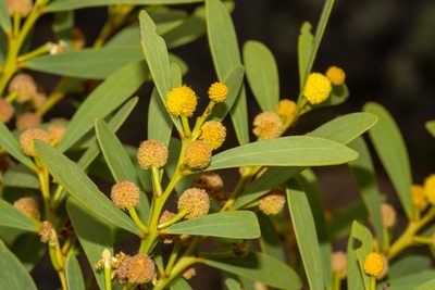 Acacia anceps, photographed by T. Hammer