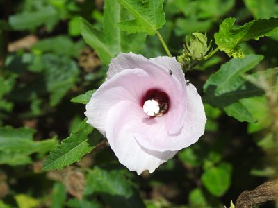 Hibiscus striatus, photographed by Eduardo Luis Beltrocco