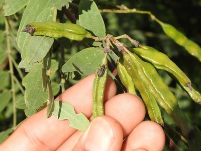 Sesbania virgata, photographed by Eduardo Luis Beltrocco