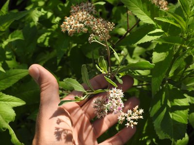 Tessaria integrifolia, photographed by Eduardo Luis Beltrocco