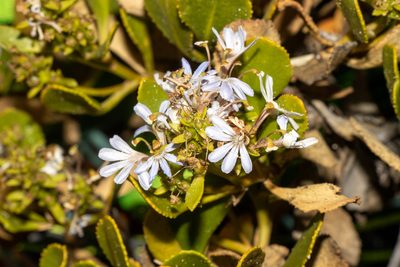Scaevola crassifolia, photographed by T. Hammer