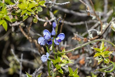 Comesperma volubile, photographed by T. Hammer