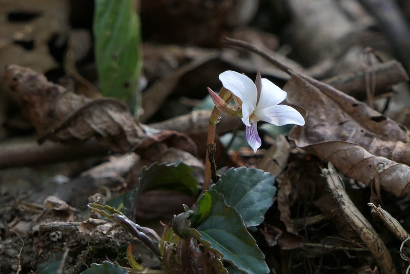 Viola canescens, photographed by Dinesh Valke