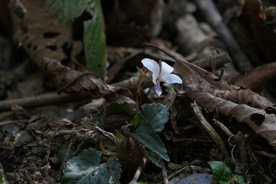 Viola canescens, photographed by Dinesh Valke