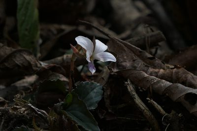 Viola canescens, photographed by Dinesh Valke