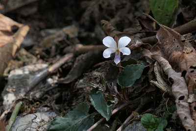Viola canescens, photographed by Dinesh Valke