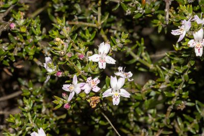Westringia rigida, photographed by T. Hammer