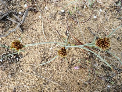 Cyperus capitatus