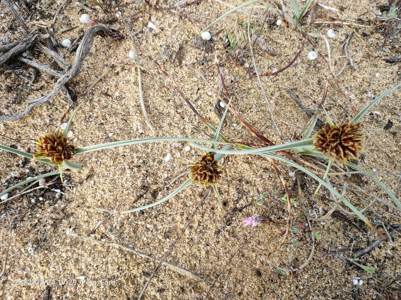 Cyperus capitatus, photographed by Jamie Wood