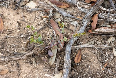 Roepera glauca, photographed by T. Hammer
