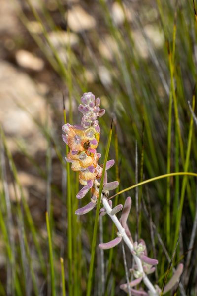 Maireana trichoptera, photographed by T. Hammer