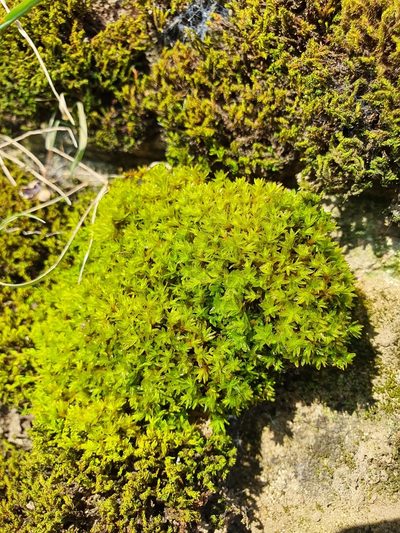 Dialytrichia saxicola, photographed by Jonathan Hughes