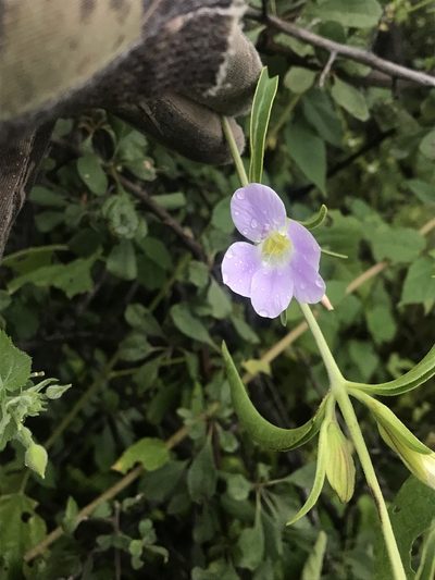 Barleria lancifolia, photographed by rosshawkins