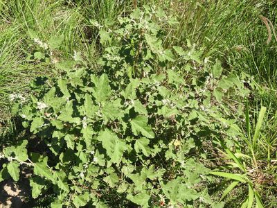 Sphaeralcea bonariensis, photographed by Eduardo Luis Beltrocco