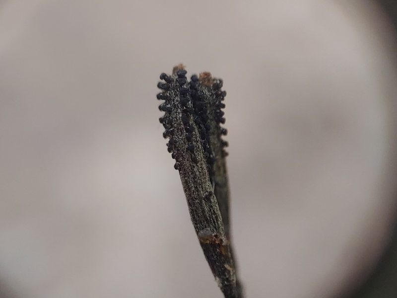 Pisonia albida, photographed by Kurt Miller
