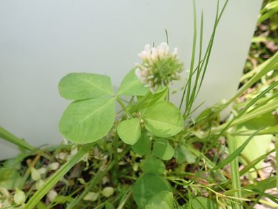 Trifolium stoloniferum, photographed by botany08