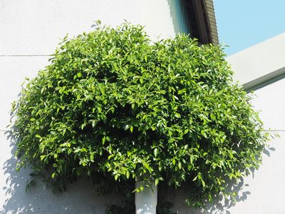 Ficus microcarpa, photographed by 葉子