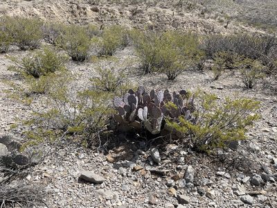 Opuntia macrocentra, photographed by CK2AZ