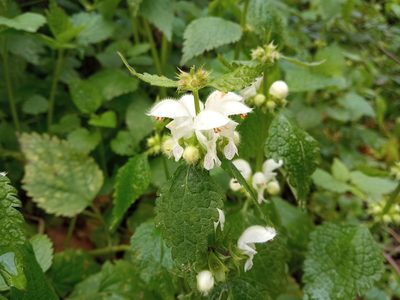Lamium flexuosum, photographed by Josep Gesti
