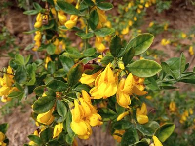 Cytisus villosus, photographed by Josep Gesti