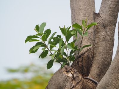 Ficus microcarpa, photographed by 葉子