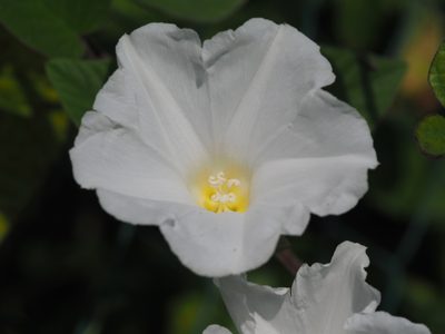 Operculina turpethum, photographed by 葉子