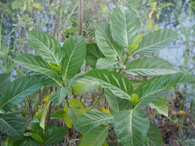 Ficus septica, photographed by 葉子
