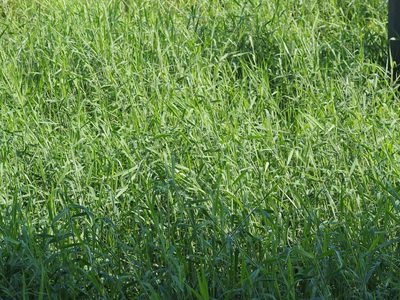 Urochloa mutica, photographed by 葉子