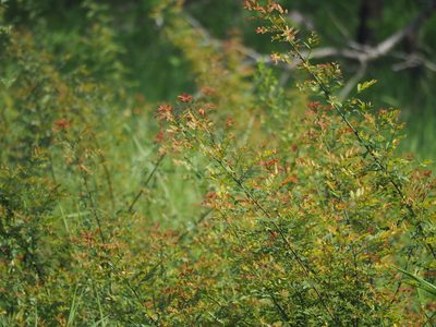 Phyllanthus reticulatus, photographed by 葉子