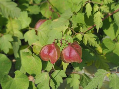 Cardiospermum halicacabum, photographed by 葉子