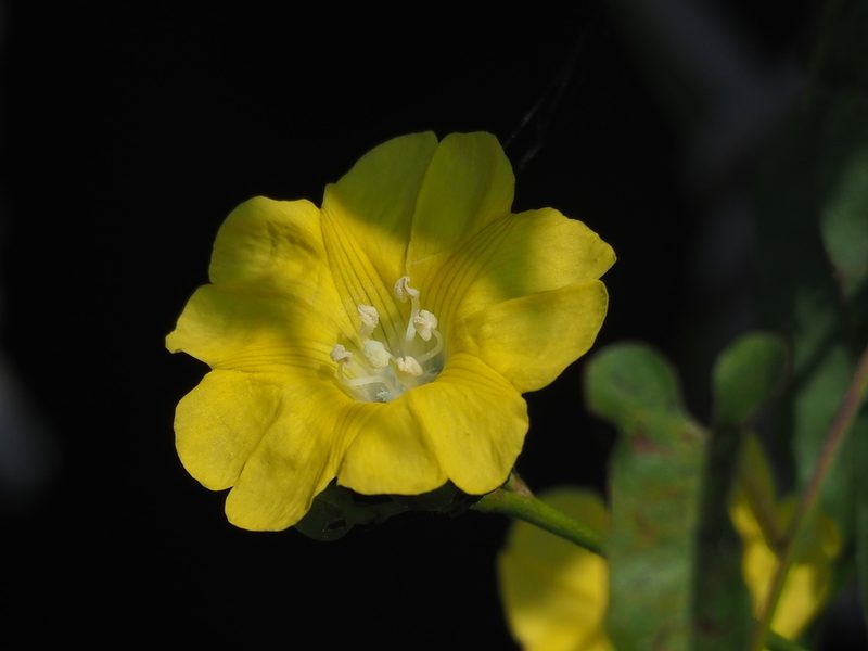 Merremia gemella, photographed by 葉子