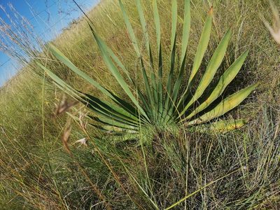 Boophone disticha, photographed by Ricus Nel