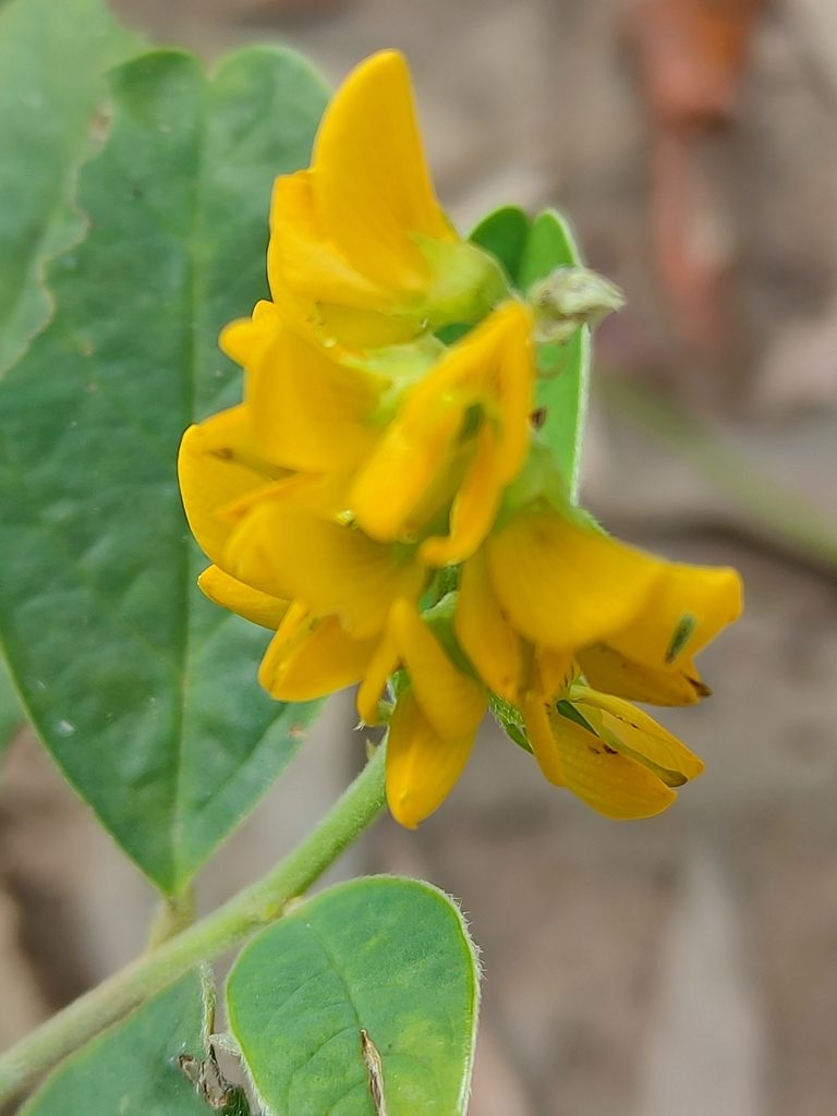 Crotalaria mitchellii, photographed by Tony van Kampen