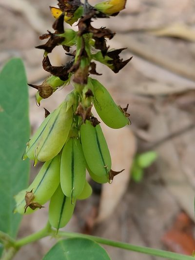 Crotalaria mitchellii, photographed by Tony van Kampen