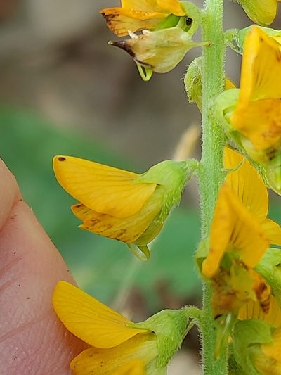 Crotalaria mitchellii, photographed by Tony van Kampen