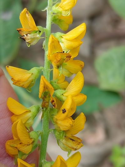 Crotalaria mitchellii, photographed by Tony van Kampen