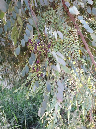 Dalbergia miscolobium, photographed by Leonardo Bergamini