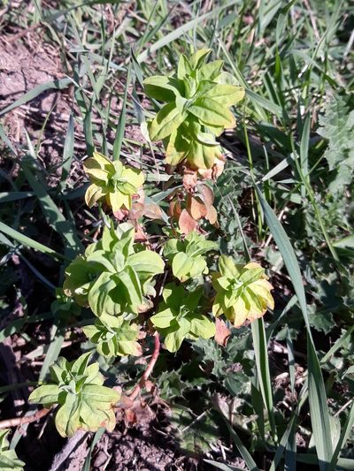 Euphorbia platyphyllos, photographed by Karim Haddad